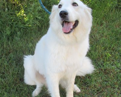 Jenna - NEED ADOPTER - Great Pyrenees & Golden Retriever Mix Female Dog for Adoption
