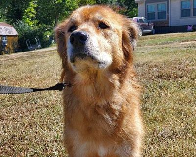 Harriet - Golden Retriever Female Dog for Adoption