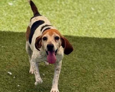 Skeeter - Beagle Male Dog for Adoption