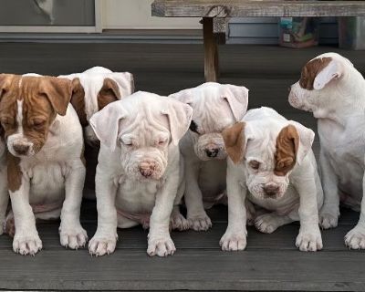American Bulldog puppies for Sale