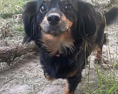 Gypsy - Dachshund Dog for Adoption