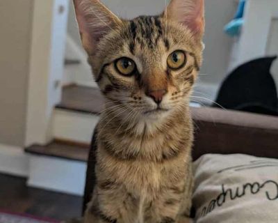 Rumi - Domestic Shorthair Female Kitten for Adoption