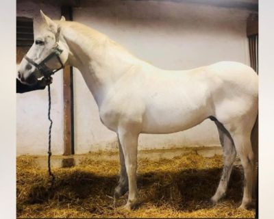 ✨All White beautiful mare for lease✨