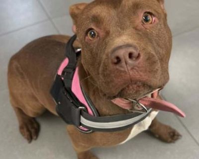 Adult. Brown/chocolate. Hair: short. Microchipped. Adoption process Adoption Application http://www.bgshelterpets.com/adoption-application.html Dogs and Puppies *Dogs 6 months and over: 85.00 *Puppies under 6 months: 95.00 Adoption fees includes spay or neuter first booster (da2ppv) vaccine Rabies vaccine Worming heart worm test heart worm flea preventative for 1 month microchip through 24PetWa...