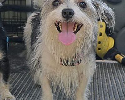 Nancy - Terrier (Unknown Type, Small) Female Dog for Adoption