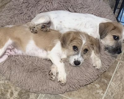 Batty 8/3/25 Neutered male Terrier mix 12 lbs (on 11/3) Batty is a handsome snuggly fella. He enjoys other dogs, playing with toys, cuddling, and laying on his dog bed. He is unfamiliar with leash walking, crate trained for 6 hours and working on longer, and working on pee pad training. Batty is learning that food is ample, and for now he needs to be fed separate from other dogs (he happily eat...