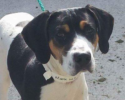 Moose - Coonhound & Pointer Mix Male Dog for Adoption