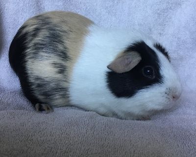 Chimmy - Guinea Pig Female for Adoption