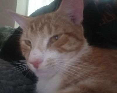 Sosa is a 1 year 3 months old orange tabby that I got at La Vaquita in Pendergrass. He's super loving and friendly, he loves giving head bumps and napping on laps. He knows the words- hungry, treat (when he hears this word he trills) and kiss (which he'll give a little head bump).He was an indoor/outdoor cat for almost a year until about 5 or 6 months ago I kept him inside permanently. I'm movi...