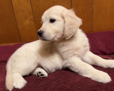 AKC Golden Retriever Puppies Wisconsin