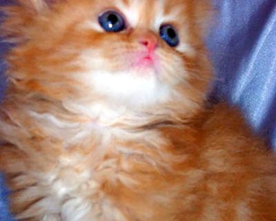 Persian, Himalayan Kittens for Sale
