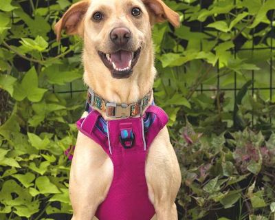 Adult. Tan/yellow/fawn. Hi! I'm Fancy! Well for now at least. I am not really a "fancy", but my foster mom isn't sure what my name SHOULD be yet and honestly, I'm just happy to be around her so I don't care what she calls me. I will LITERALLY answer to ANY name she calls me! I am a young girl, probably 2-3 years old or so. I weigh 33 pounds and am full grown. I appear to be something called a "...