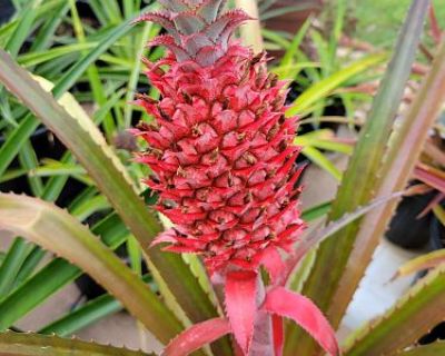 Irvina's 3d. Annual Plant & Yard Sale