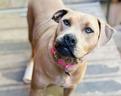 Nyssa - Labrador Retriever/Boxer Mix Female Dog for Adoption