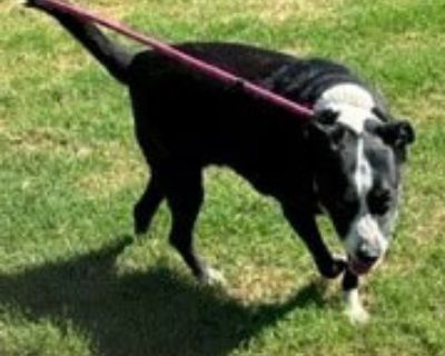 Polly - Border Collie & Labrador Retriever Mix Female Dog for Adoption