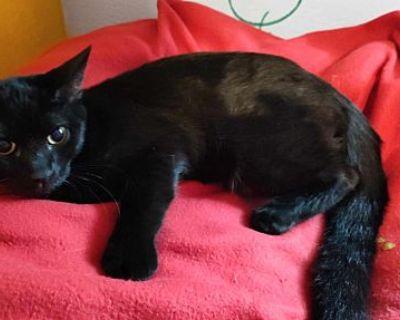 Diesel - Domestic Shorthair Male Cat for Adoption