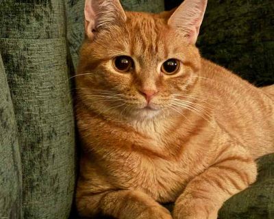 Ariel - Domestic Shorthair Female Cat for Adoption