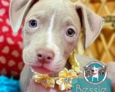 Bessie Smith Jazz - Pit Bull Terrier Female Puppy for Adoption