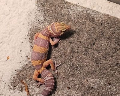 Baby leopard gecko with full set up