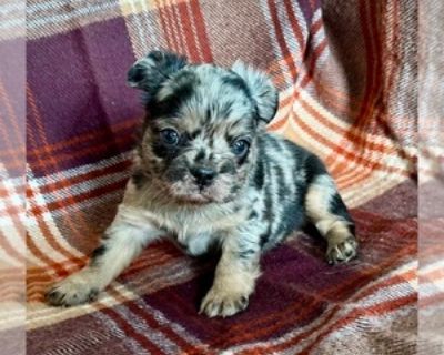 5 Weeks Old * Size at Maturity: Small * Availability Date: 12/03/2025 * Shipping Area: Nationwide * Payment Method: Paypal, Credit Cards, Cash *. Come and meet this precious little princess! So small sweet and cuddly! Fur ball of love! Feel free to text or call Lauren 201-888-8680 Items Included: Akc registered vet checked dewormed current vaccines and a 1 year health guarantee