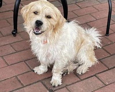 Frisbee - Terrier (Unknown Type, Small) Male Dog for Adoption