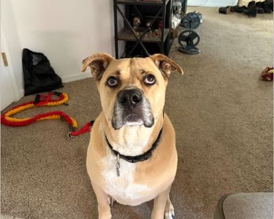 Tiberius - Male Adult Mastiff mix for Adoption