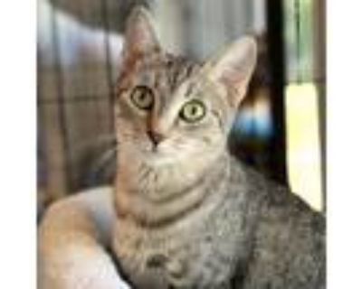 Adopt Rowboat a Gray or Blue Domestic Shorthair / Mixed cat in St.
