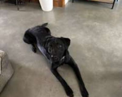 Saben - Labrador Retriever/German Shepherd Dog Mix Male Dog for Adoption