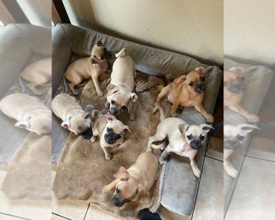 5 pups - Chug Male Puppy for Sale