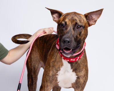 Matrix - Pit Bull Terrier Mix Male Dog for Adoption