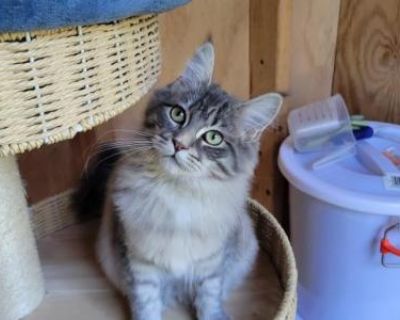 Monica - Maine Coon Female Kitten For Sale