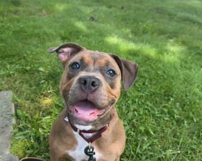 Ruby - Pit Bull Terrier & Rottweiler Mix Female Puppy for Adoption