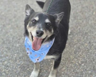ZUES - Cardigan Welsh Corgi Male Dog for Adoption