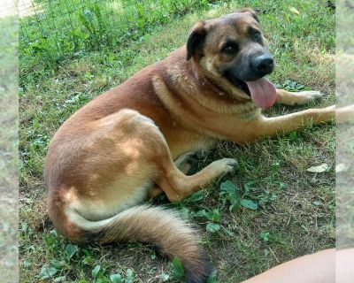 Ranger - Anatolian Shepherd-Mastiff Mix Male Adult Dog for Adoption