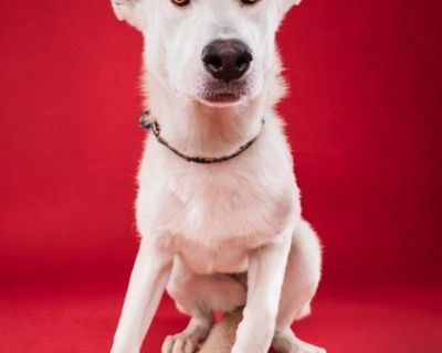 Cheesecake - Siberian Husky Mix Female Dog for Adoption