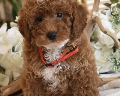 Beautiful AKC Registered litter of Red Poodle pups now ready to go to their new homes, they have age appropriate vaccinations and deworming, they are also Microchipped and Registered, my Pups will be in the 6 to 8lbs Range, they have been fed premium food and bottled water since being weaned, we have started on potty training getting them use to going potty on potty pads, and now that they have...