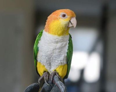 Finney - Caique Male for Adoption