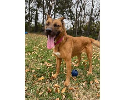 Wiggles - Shepherd (Unknown Type)/Mixed Breed (Medium) Mix Female Dog for Adoption