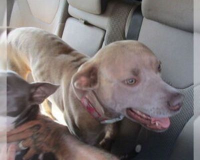 GLENDA - Female American Pit Bull Terrier Young for Adoption