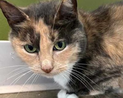 Lorretta - Domestic Shorthair Female Cat for Adoption