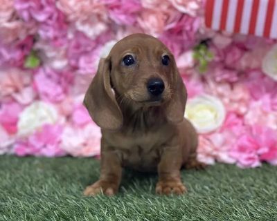Fenway frank - Male Dachshund Puppy for Sale