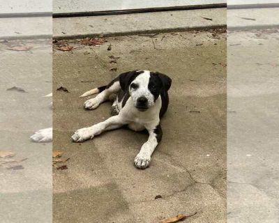 Patches - German Shorthaired Pointer-Pointer Mix Male Adult Dog for Adoption