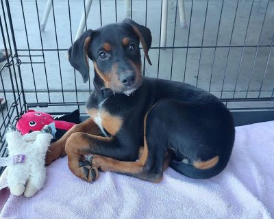 Phoebe is a 3 month old Doberman mix. She is a sweet girl looking for a forever home. If interested in Phoebe, then please call or text Amber at 702-231-4134.. Coat length Short Health Vaccinations up to date.. Puppy Female Medium Bicolor