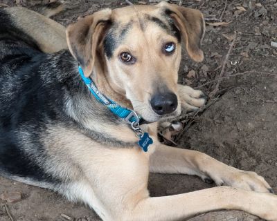 Reggie - German Shepherd Dog & Catahoula Leopard Dog Mix Male Dog for Adoption