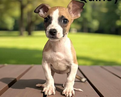 Available From Texas Quincy is an adorable 3-month-old Chihuahua mix, weighing just 3 pounds! Tiny, bright-eyed, and full of life, she s a perfect blend of sweetness and playful spirit. Quincy loves toys, cuddles, and soft blankets. She s curious and smart, always ready to explore or climb into your lap for snuggles. Her personality shines through those big, expressive eyes gentle, loving, and ...