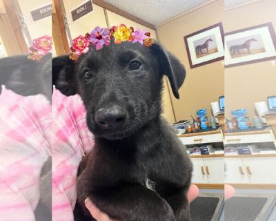 Stirling - Labrador Retriever Mix Female Adult Dog for Adoption