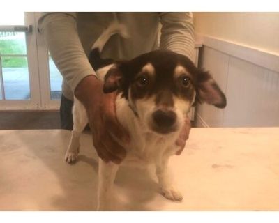 STRAY NOT AVAILABLE - Jack Russell Terrier/Chihuahua Mix Female Dog for Adoption