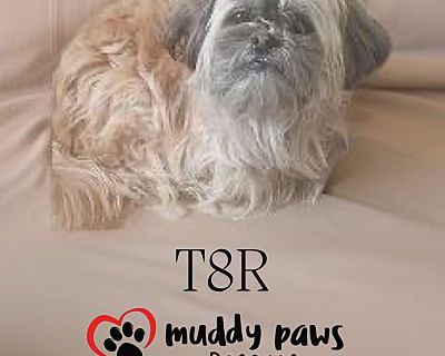 T8R (pronounced Tater) - Yorkie, Yorkshire Terrier/Maltese Mix Male Dog for Adoption