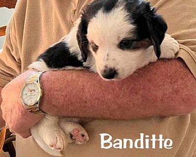 BANDITTE - Basset Hound/Australian Shepherd Mix Female Puppy for Adoption