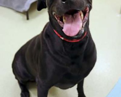Sasha - Labrador Retriever Female Dog for Adoption